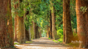 Caminho aberto entre árvores gigantes simbolizando clareza, direção e força espiritual após um ritual de prosperidade com Ogum.